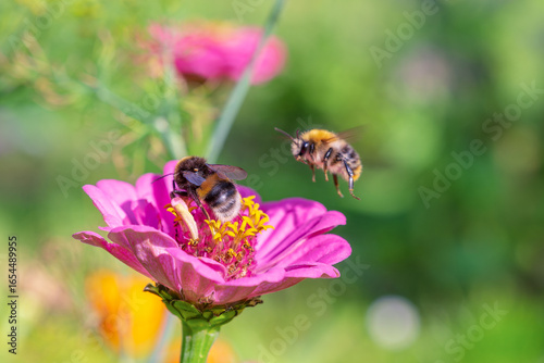 Bumblebees pollinate flowers. One in flight.