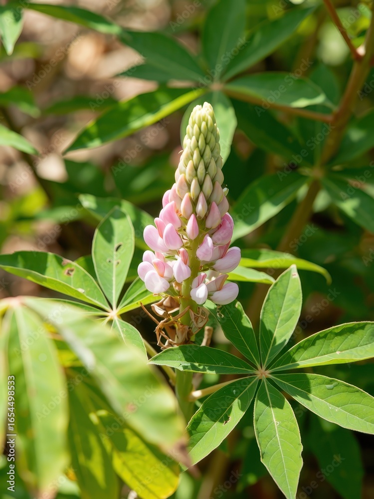 Obraz premium Close up of a pink lupine flower in bloom, surrounded by green leaves in a natural setting