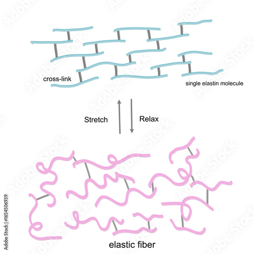 The picture of elastic fiber is shown in Relax and stretch state (single elastin molecule and cross-link).