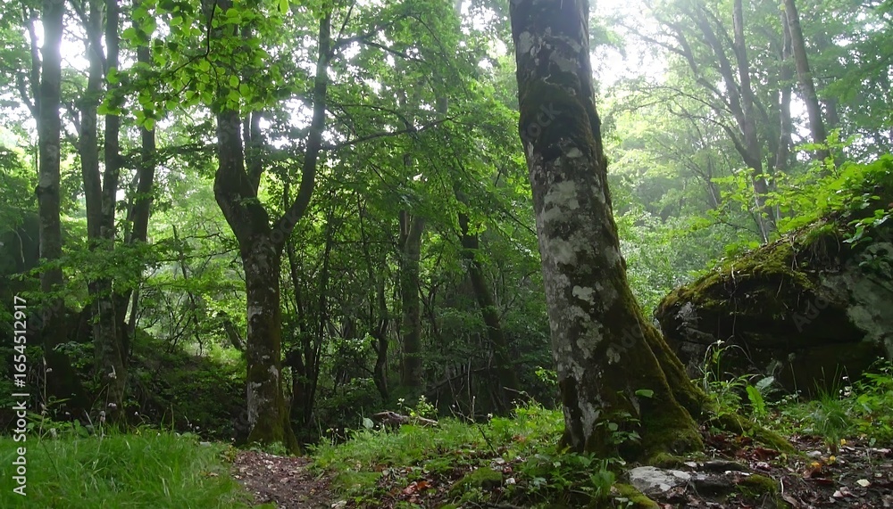 Fototapeta premium Lush forest scene in dappled light