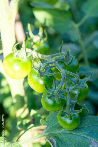 Green tomatoes on a branch ripen in a greenhouse. Harvest vegetables on the farm. Natural tomatoes without pesticides and chemicals