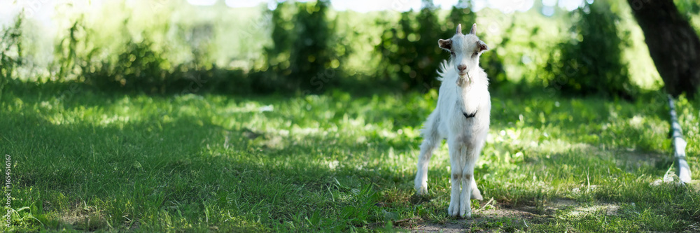 Fototapeta premium Goat in Nature Wide Banner with Copy Space