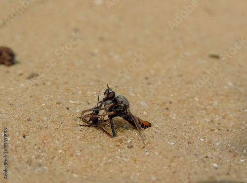 Robber Fly Eating a Fly Close-Up