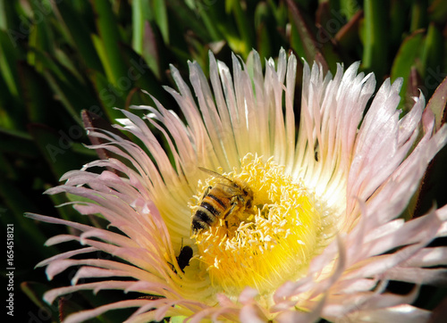 Bee on Carpobrotus Flower Collecting Nectar