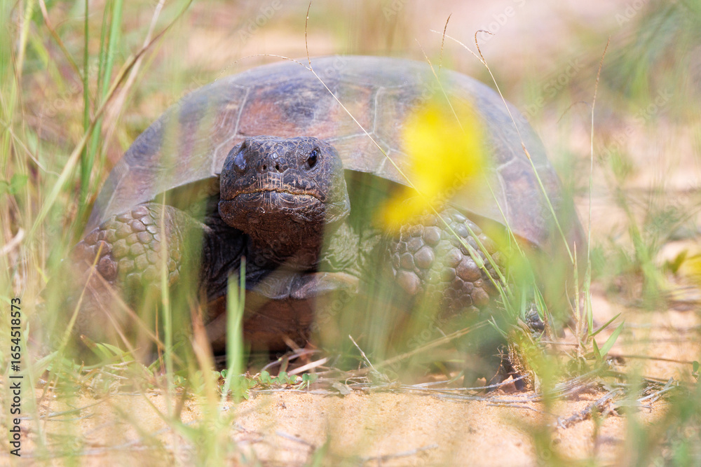 Obraz premium A gopher tortoise (Gopherus polyphemus) next to a yellow flower in Highlands County, Florida