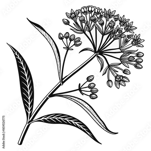 black and white allium sphaerocephalon