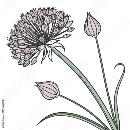 vector illustration of allium sphaerocephalon