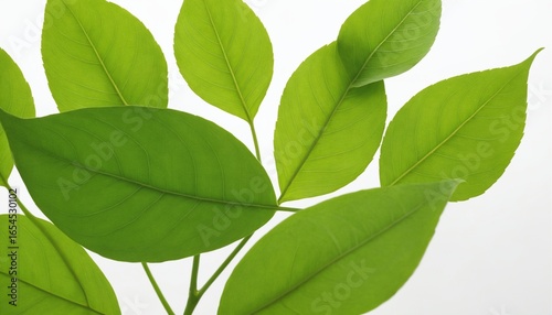 Close-up of fresh green leaves showing natural texture clearly