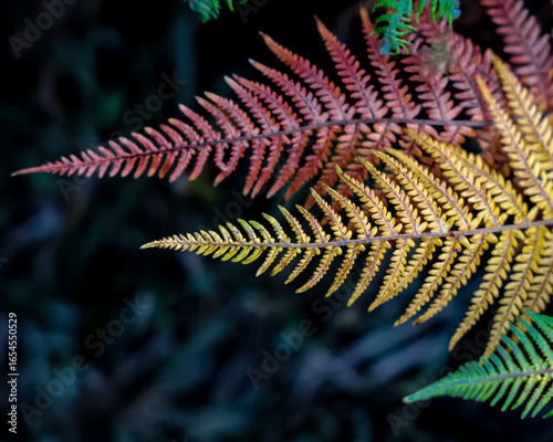 green fern leaf