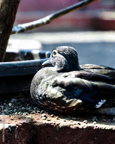 seagull on the pier