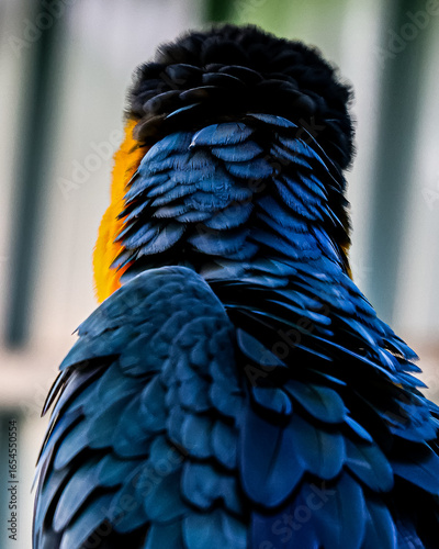 blue and yellow macaw