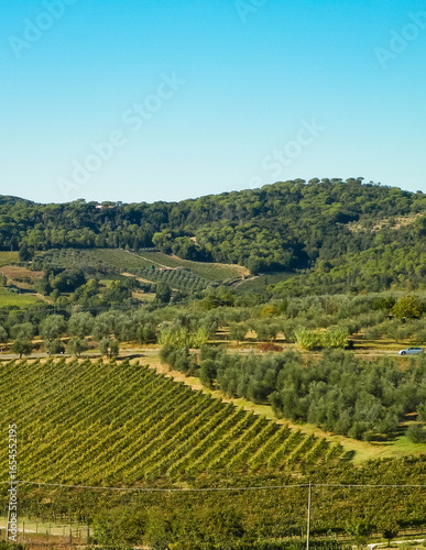 Wallpaper Mural Landscape of the Tuscan vineyards, Italy Torontodigital.ca
