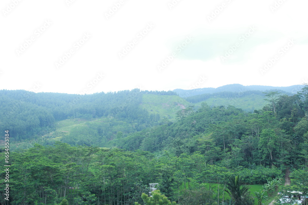 Naklejka premium forest in the mountains