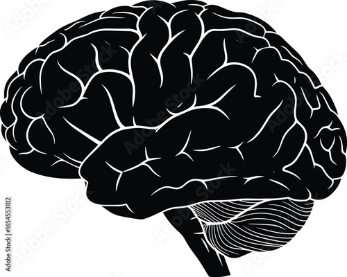 Human brain side view, cerebral cortex and cerebellum illustration, black and white anatomy vector, medical neuroscience drawing, silhouette art