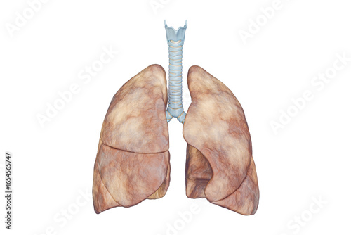 Fotografia Human lungs with trachea anterior view isolated on white background with copy space 3D rendering illustration