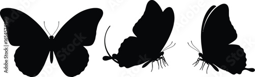 Dark butterfly silhouettes, different angles on nature and transformation