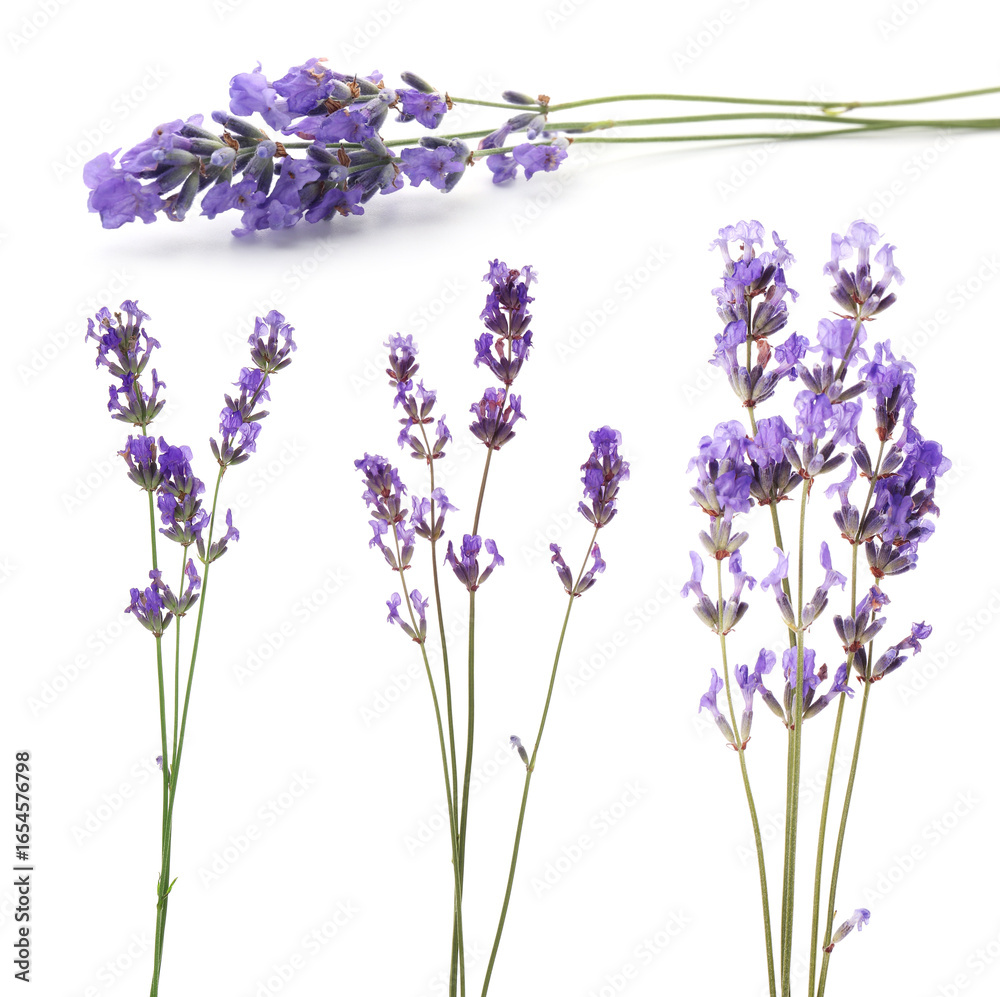 Naklejka premium Fragrant lavender flowers isolated on white, set