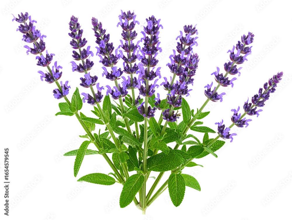 Fototapeta premium Side-Angle Composition of Sea Holly Flower with Curved Stem and Partially Opened Spiky Bracts, Isolated Botanical Illustration 