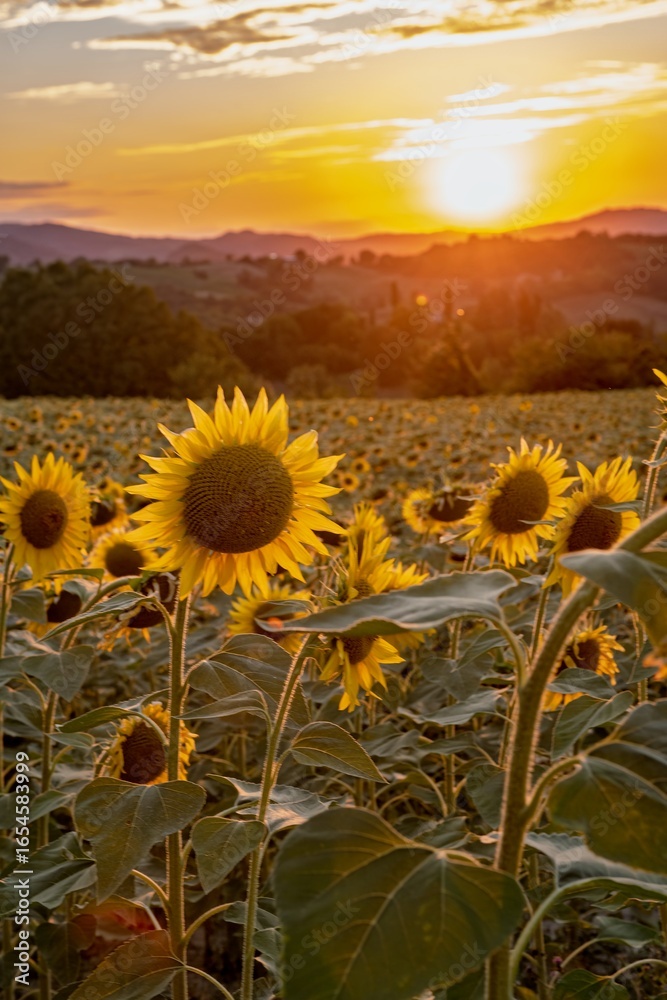 Obraz premium A vibrant field of sunflowers glowing under the golden African sun, their yellow petals facing the light, symbol of life, joy, and endless summer beauty