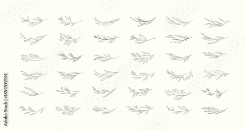 Set of floral design elements. Delicate botanical branch in arcs form with flowers and leaves, intricate hand drawn details. Botanical vector illustration for invitation