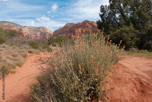 Globe mallow and dramatic red rocks in Sedona, Arizona