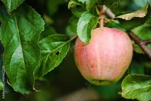 fresh apple hanging on a br...