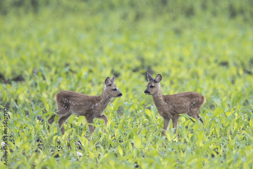 European roe dear fawns (Capreolus capreolus) standing in a field, Emsland, Lower Saxony, Germany European roe dear fawns (Capreolus capreolus) standing in a field, Emsland, Lower Saxony, Germany
