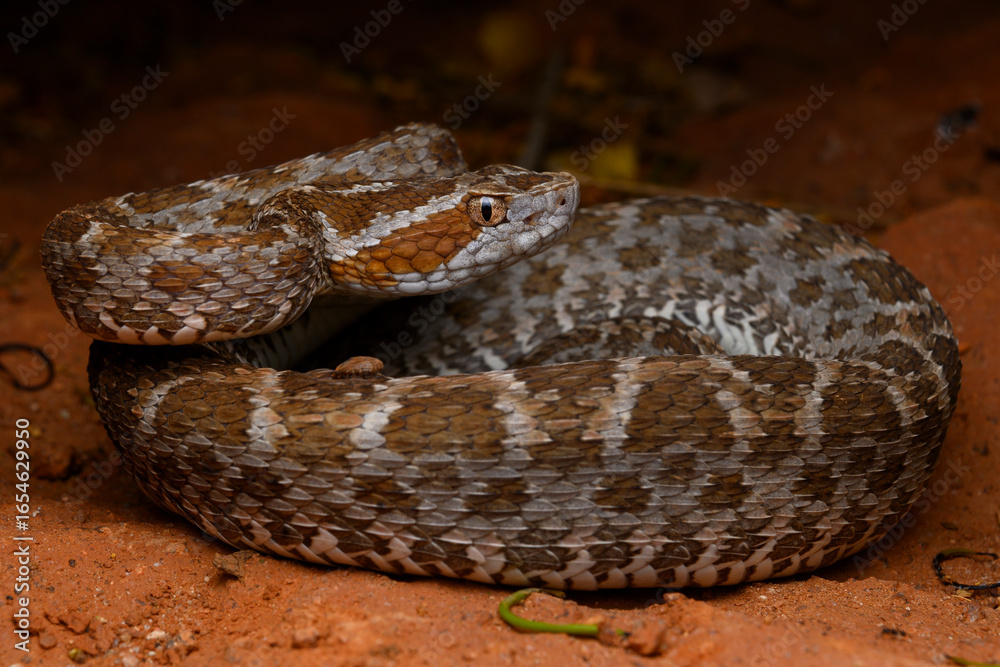 Obraz premium Herpetofauna