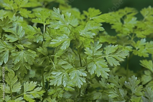 Garden chervil (Anthriscus cerefolium), leaves, herbs, spices, Germany