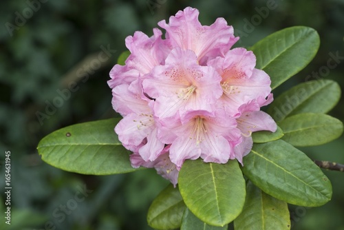 Rhododendrons (Rhododendron) Brachycarpum hybrid, Emsland, Lower Saxony, Germany