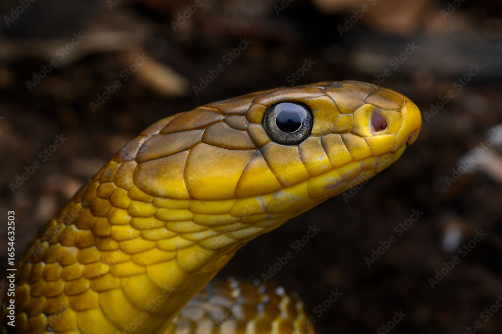 Obraz premium Herpetofauna