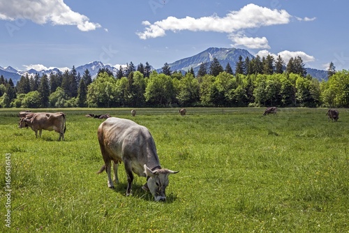 Cows in the pasture near Oberstdorf, Oberallgäu, Allgäu Alps, Allgäu, Bavaria, Germany