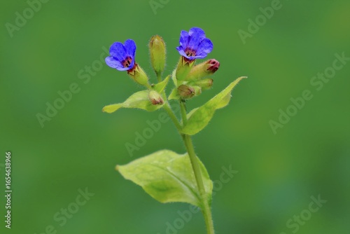 Common lungwort (Pulmonaria officinalis), flower, blooming, Ellerstadt, Germany