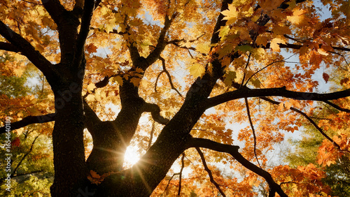 The leaves turning red on trees in autumn