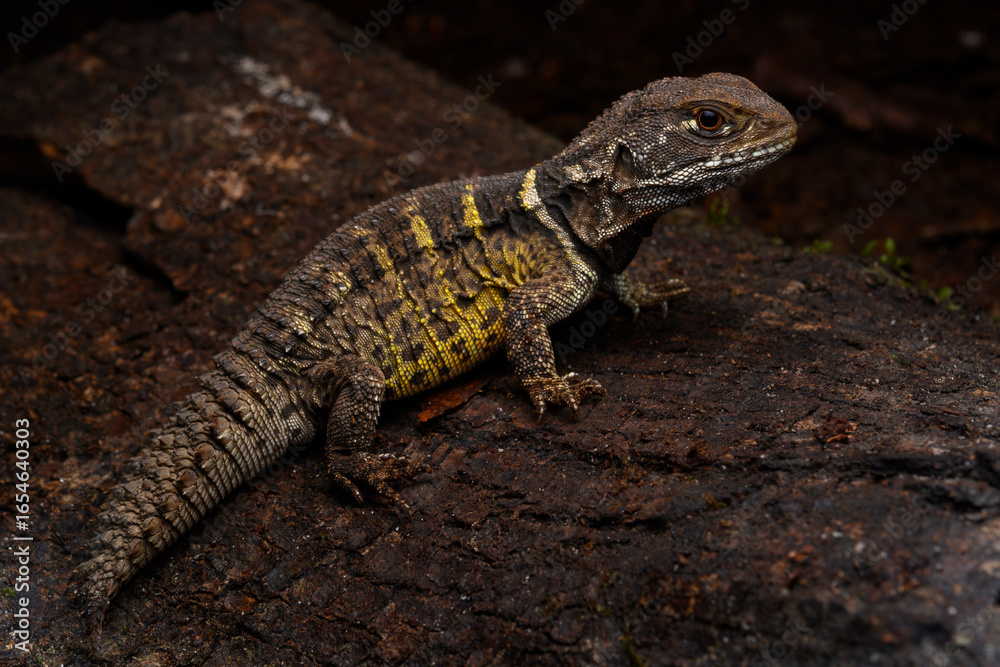 Fototapeta premium Herpetofauna