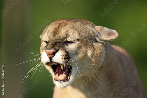 Cougar (Felis concolor), adult, portrait, hissing, angry, Minnesota, USA