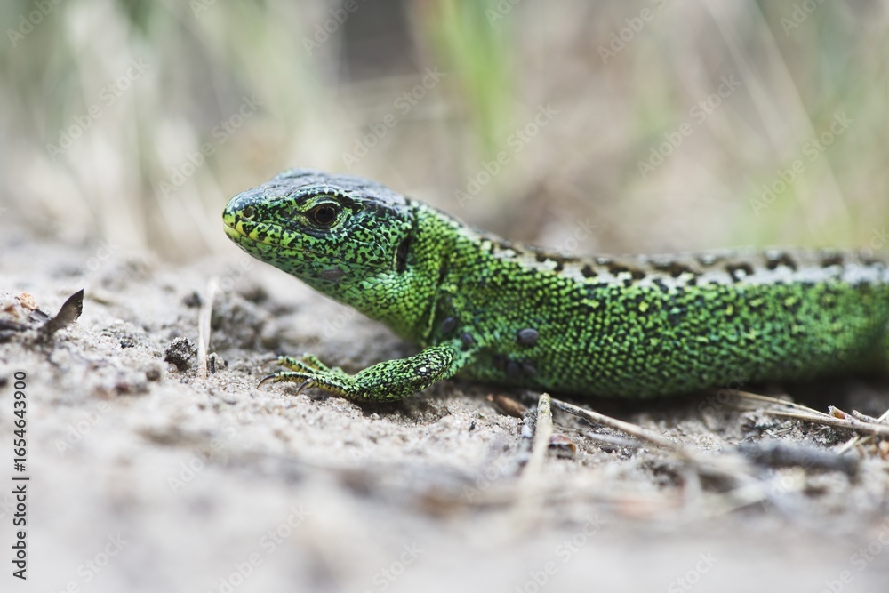 Sand lizard (Lacerta agilis), Emsland, Lower Saxony, Germany Sand lizard (Lacerta agilis), Emsland, Lower Saxony, Germany