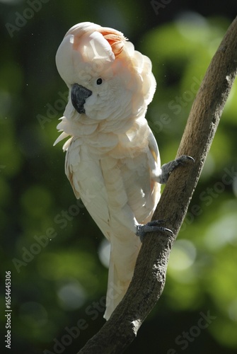 Rose-crested Cockatoo, Salmon-crested Cockatoo / (Cacatua moluccensis)