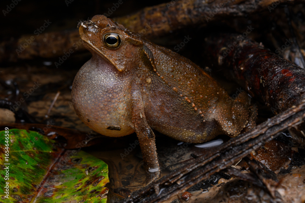 Obraz premium Herpetofauna