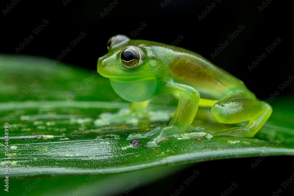 Naklejka premium Herpetofauna