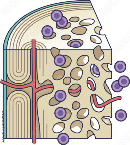 A diagram of the bone marrow niche, showing a cross-section of spongy bone with blood vessels. Hematopoietic stem cells are seen within the microenvironment, illustrating hematopoiesis.