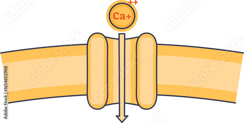 A diagram of a calcium ion (Ca++) passing through a protein channel in a cell membrane. This illustrates ion transport, a key process in cellular signaling and physiology.