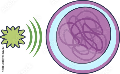 An illustration of a Colony-Stimulating Factor (CSF) signaling a hematopoietic cell. The cytokine binds to the cell receptor, stimulating proliferation and differentiation in hematopoiesis.