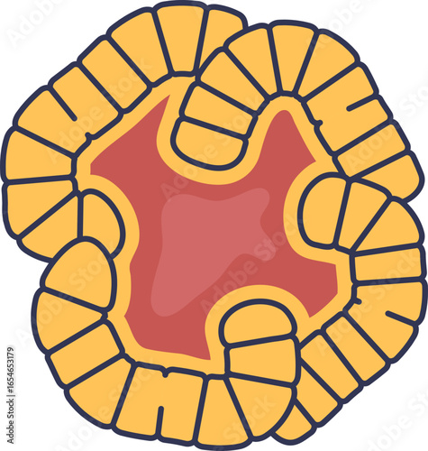 Anatomical illustration of the corpus luteum, the yellow endocrine structure in the ovary. It represents progesterone production during the luteal phase of the menstrual cycle and female fertility.