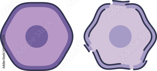 Illustration comparing a healthy pancreatic beta cell to a damaged one. The damaged cell shows a ruptured membrane, symbolizing cell death (apoptosis) and dysfunction in diabetes.