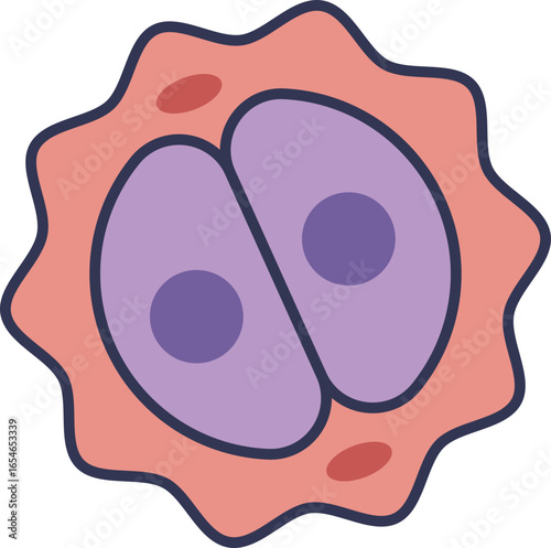 An illustration of a zygote undergoing its first cell division (cleavage) into a two-cell embryo. This represents the initial stage of embryonic development and mitosis.
