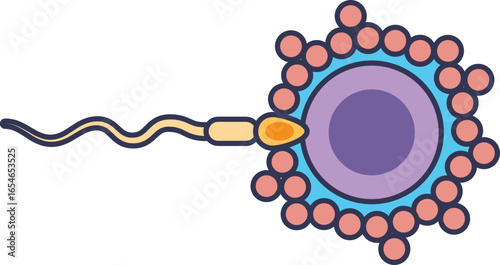 An illustration of a sperm cell penetrating an egg cell (ovum). This icon represents the moment of fertilization, conception, reproduction, and the beginning of life.