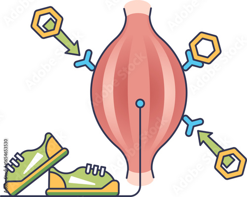 An illustration of exercise-induced glucose uptake. A muscle, stimulated by running shoes, absorbs glucose molecules through transporters, showing how physical activity improves blood sugar control.