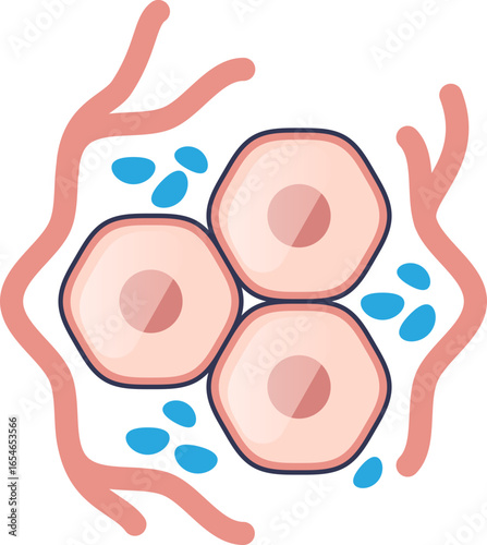 A diagram of the interstitial fluid compartment, showing tissue cells, capillaries, and the fluid in the space between them. Illustrates cellular environment and fluid exchange.
