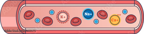An illustration of the intravascular fluid compartment, showing a blood vessel with red blood cells and key electrolytes like sodium (Na+), potassium (K+), and calcium (Ca++) in blood plasma.